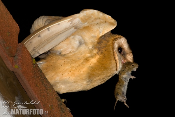 Schleiereule (Tyto alba)