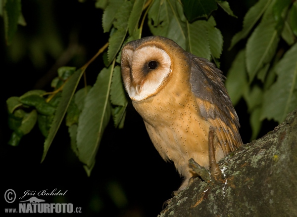 Schleiereule (Tyto alba)