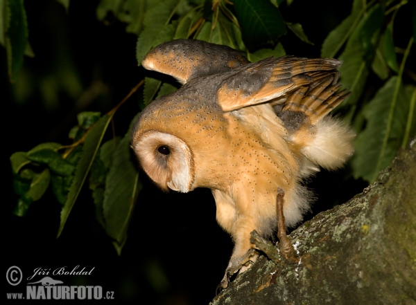 Schleiereule (Tyto alba)