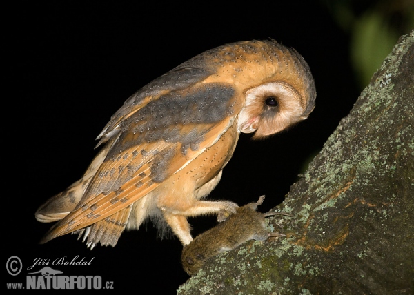 Schleiereule (Tyto alba)