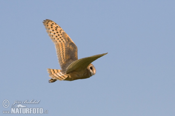 Schleiereule (Tyto alba)