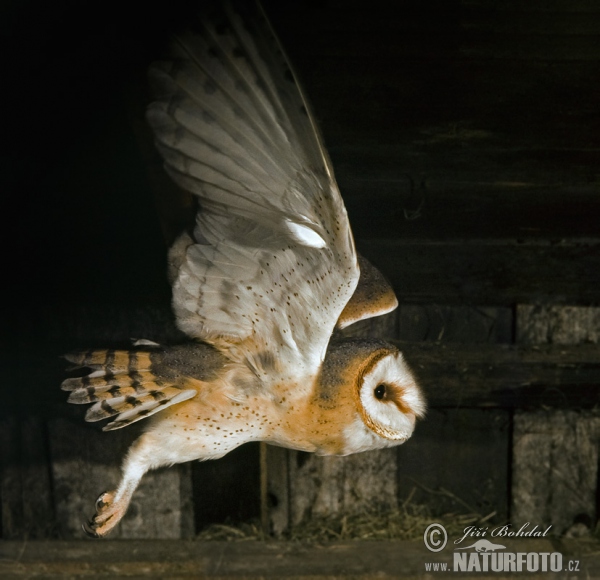 Schleiereule (Tyto alba)