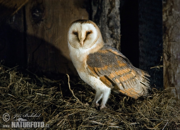 Schleiereule (Tyto alba)