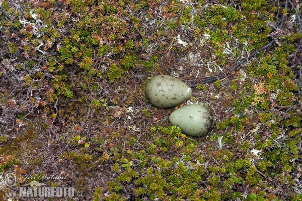 Schmarotzerraubmöwe (Stercorarius parasiticus)