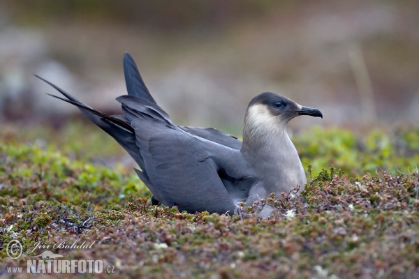 Schmarotzerraubmöwe (Stercorarius parasiticus)