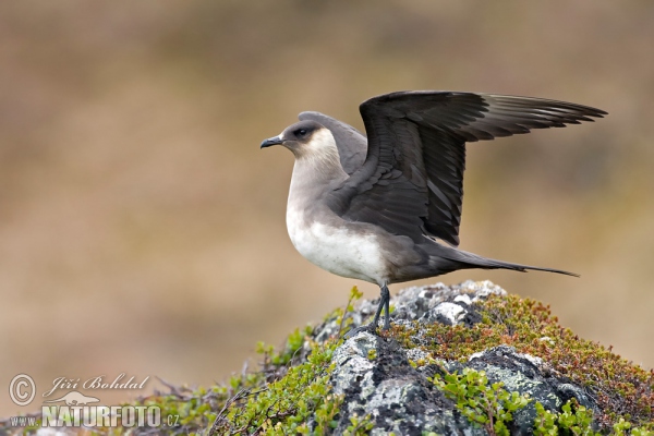 Schmarotzerraubmöwe (Stercorarius parasiticus)