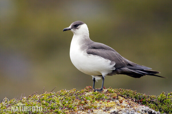 Schmarotzerraubmöwe (Stercorarius parasiticus)