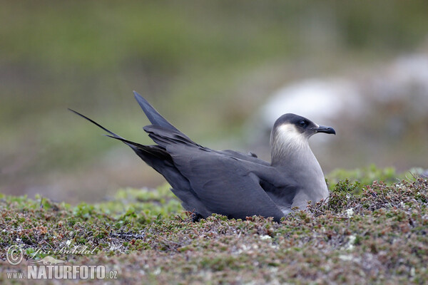 Schmarotzerraubmöwe (Stercorarius parasiticus)