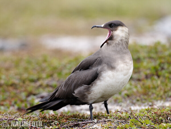 Schmarotzerraubmöwe (Stercorarius parasiticus)