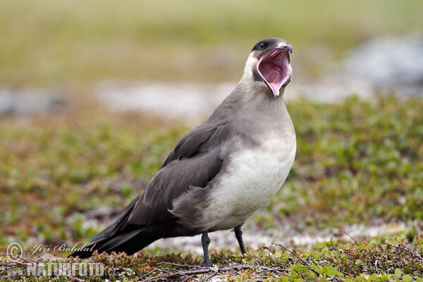 Schmarotzerraubmöwe (Stercorarius parasiticus)