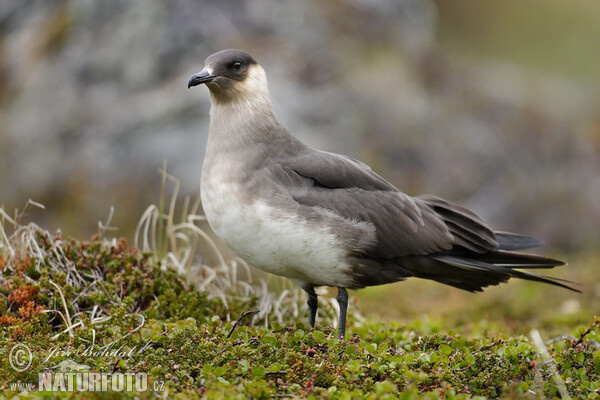 Schmarotzerraubmöwe (Stercorarius parasiticus)