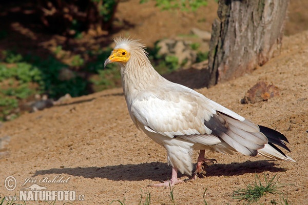 Schmutzgeier (Neophron percnopterus)