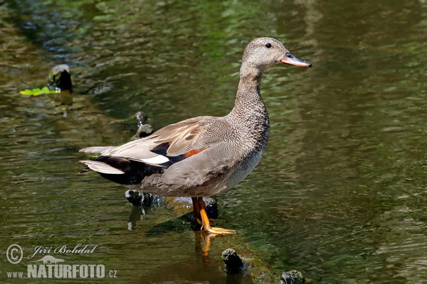 Schnatterente (Anas strepera)