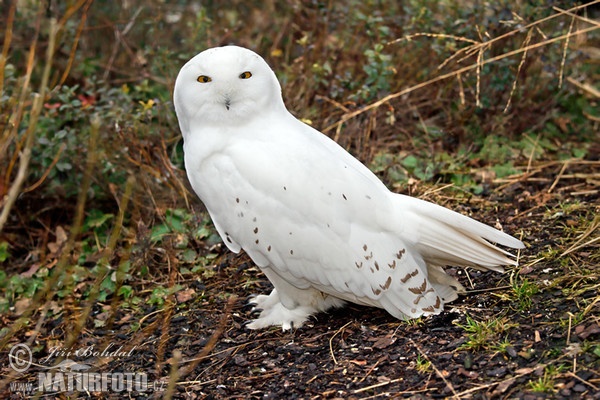 Schnee-eule (Nyctea scandiaca)