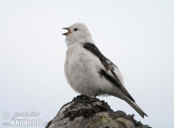 Schneeammer (Plectrophenax nivalis)