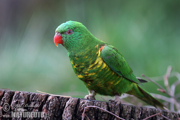 Schuppenlori (Trichoglossus chlorolepidotus)