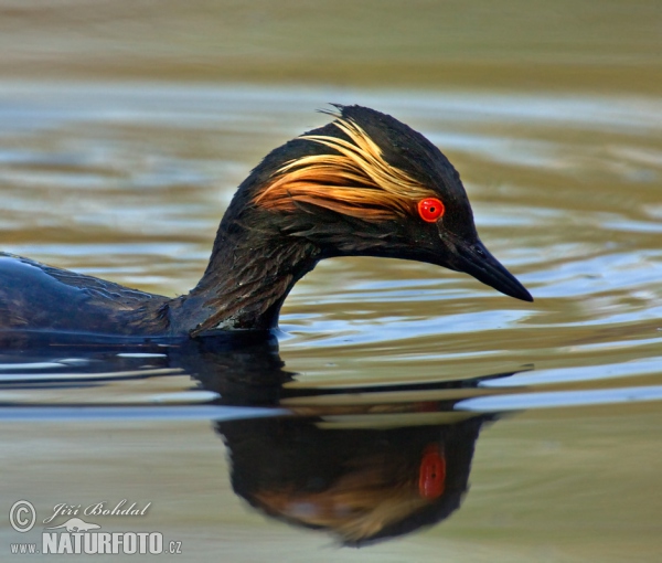 Schwarzhalstaucher (Podiceps nigricollis)