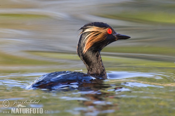 Schwarzhalstaucher (Podiceps nigricollis)