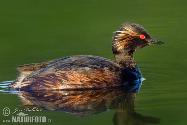 Schwarzhalstaucher (Podiceps nigricollis)