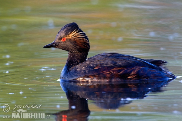 Schwarzhalstaucher (Podiceps nigricollis)