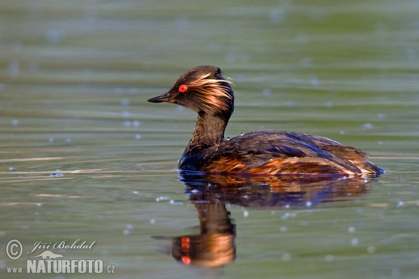 Schwarzhalstaucher (Podiceps nigricollis)