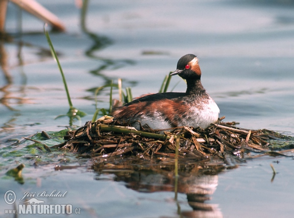 Schwarzhalstaucher (Podiceps nigricollis)