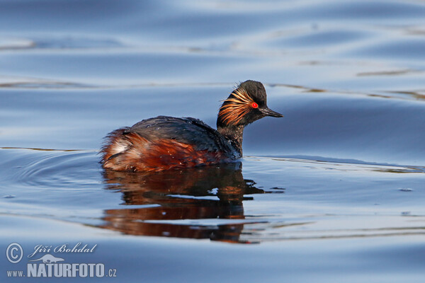 Schwarzhalstaucher (Podiceps nigricollis)