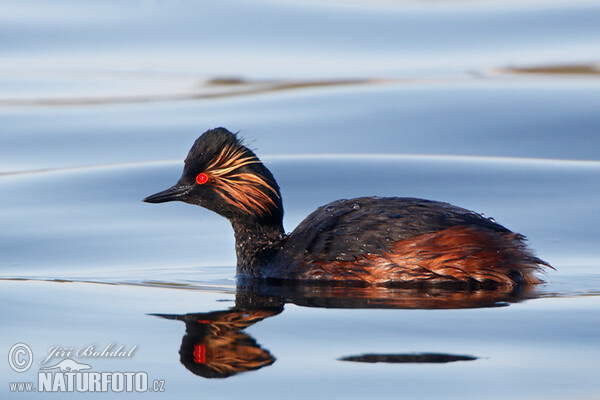 Schwarzhalstaucher (Podiceps nigricollis)