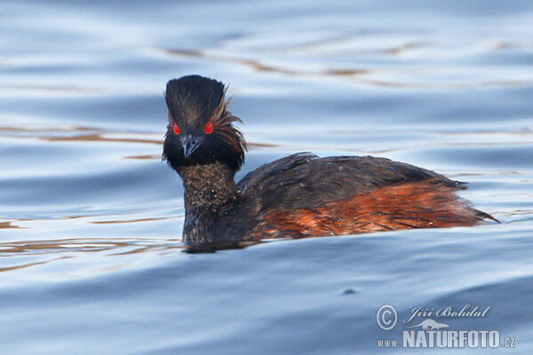 Schwarzhalstaucher (Podiceps nigricollis)