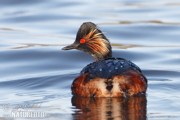 Schwarzhalstaucher (Podiceps nigricollis)