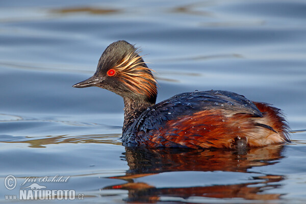 Schwarzhalstaucher (Podiceps nigricollis)