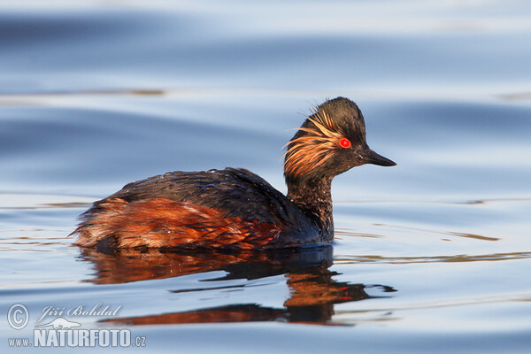 Schwarzhalstaucher (Podiceps nigricollis)