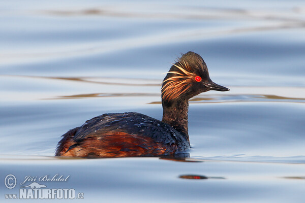 Schwarzhalstaucher (Podiceps nigricollis)