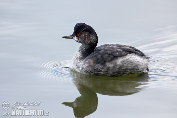 Schwarzhalstaucher (Podiceps nigricollis)