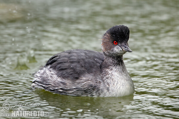 Schwarzhalstaucher (Podiceps nigricollis)