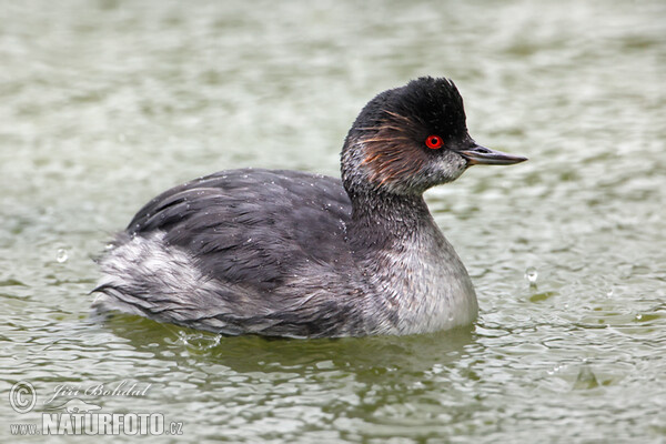 Schwarzhalstaucher (Podiceps nigricollis)