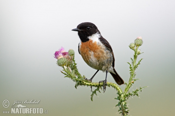 Schwarzkehlchen (Saxicola torquata)