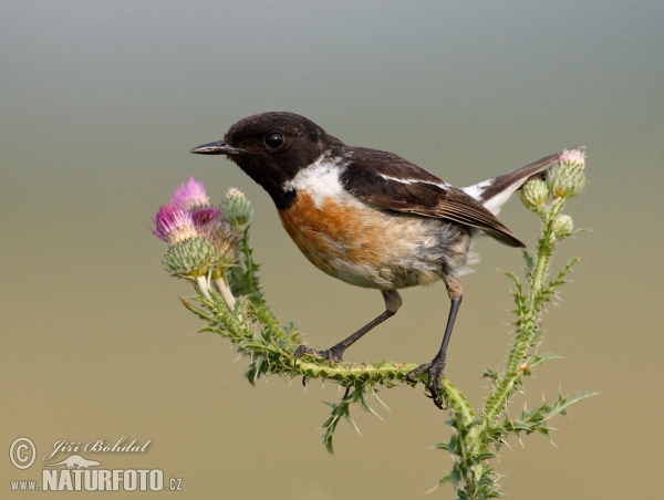 Schwarzkehlchen (Saxicola torquata)