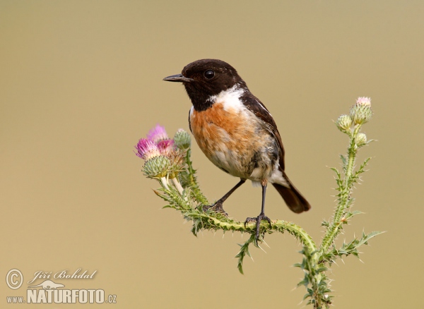 Schwarzkehlchen (Saxicola torquata)