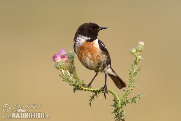 Schwarzkehlchen (Saxicola torquata)