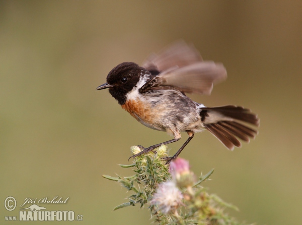 Schwarzkehlchen (Saxicola torquata)