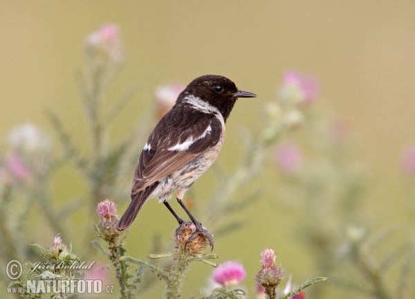 Schwarzkehlchen (Saxicola torquata)