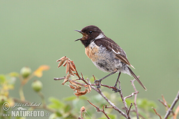 Schwarzkehlchen (Saxicola torquata)