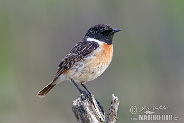 Schwarzkehlchen (Saxicola torquata)