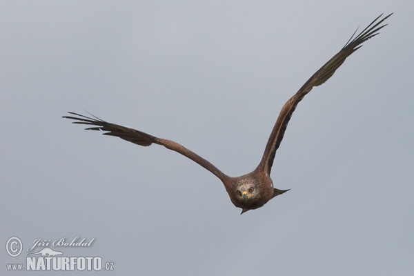 Schwarzmilan (Milvus migrans)