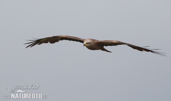 Schwarzmilan (Milvus migrans)