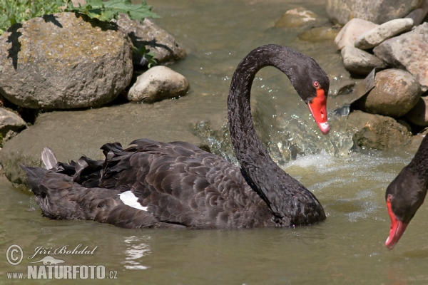 Schwarzschwan Trauerschwan (Cygnus atratus)