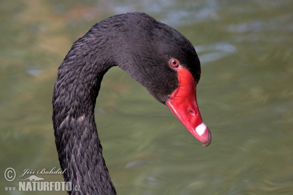 Schwarzschwan Trauerschwan (Cygnus atratus)