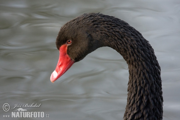 Schwarzschwan Trauerschwan (Cygnus atratus)