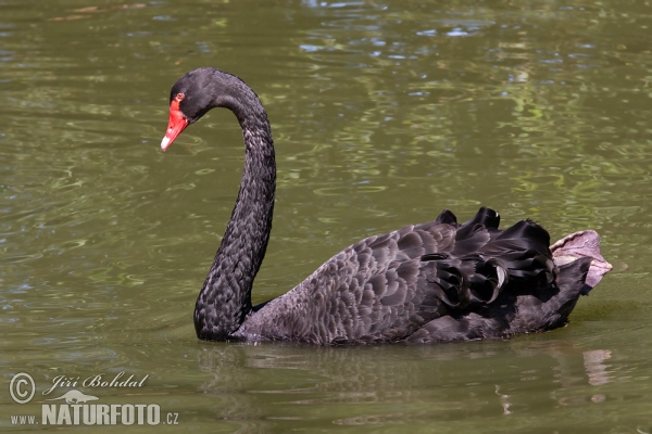 Schwarzschwan Trauerschwan (Cygnus atratus)